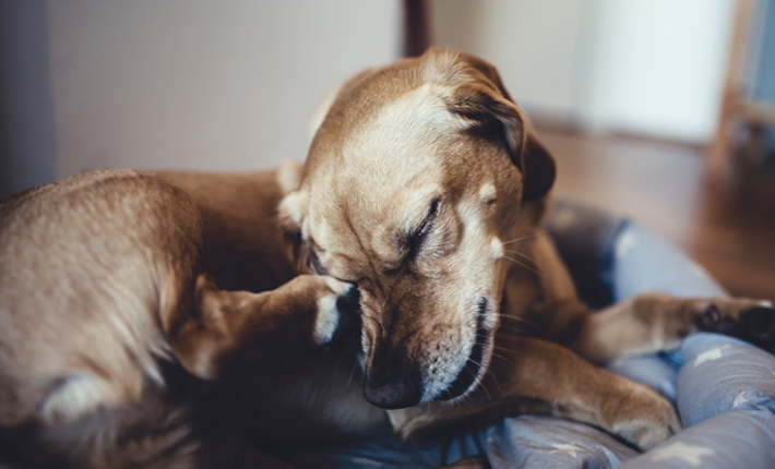 chien qui a mal à son oreille à cause d'une otite