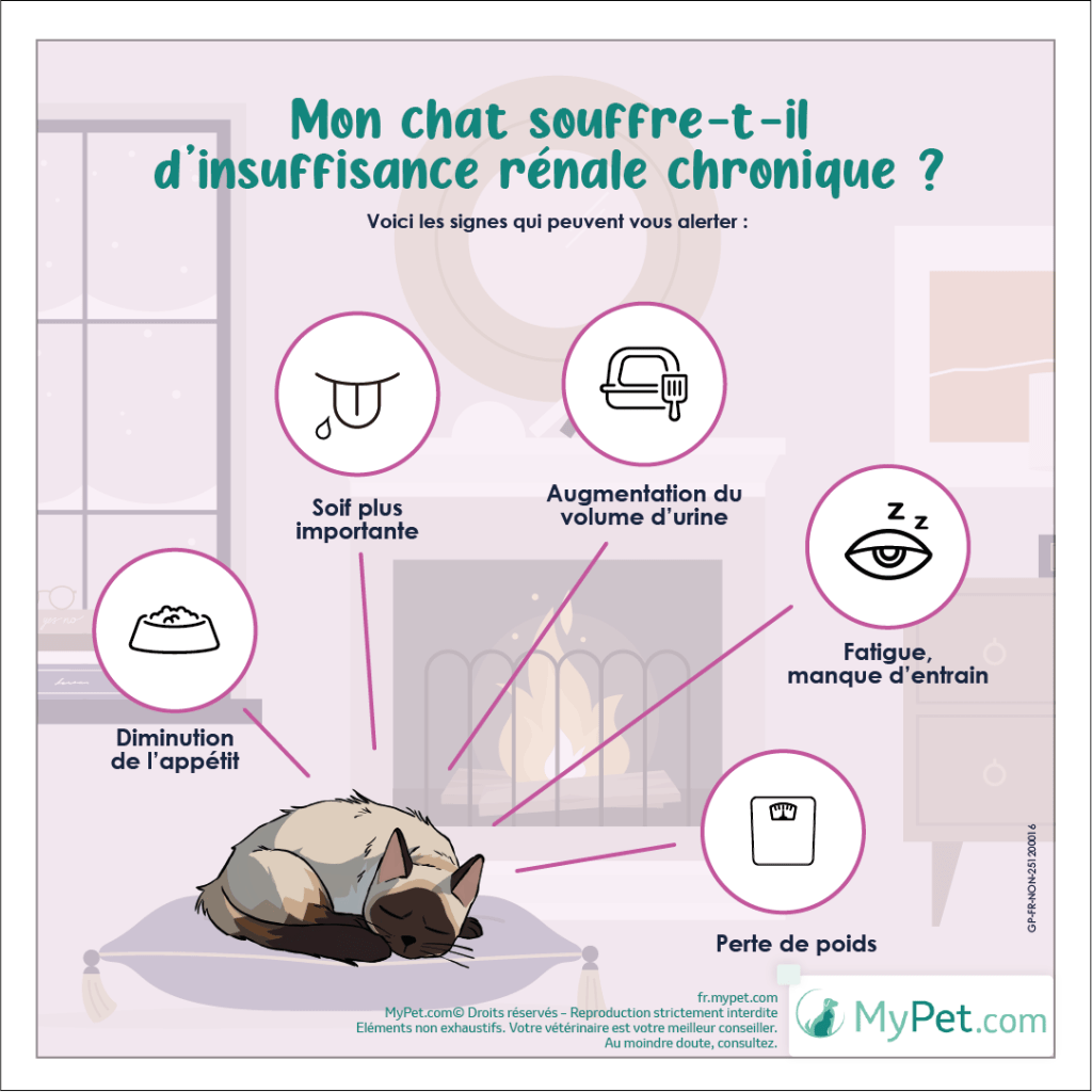 insuffisance rénale chat