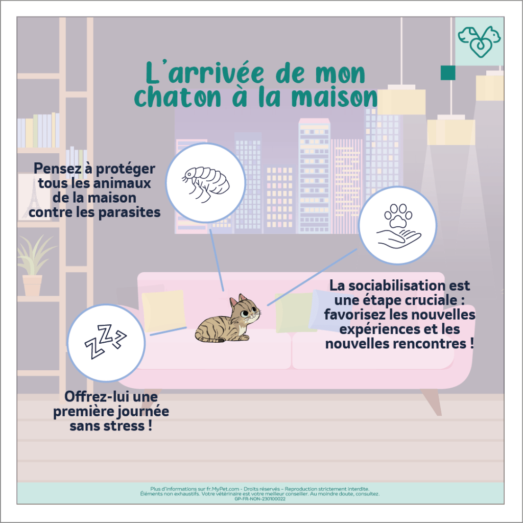 premiers jours chaton maison