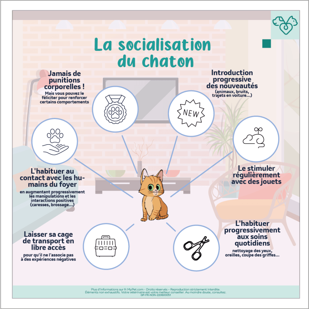 socialisation chaton