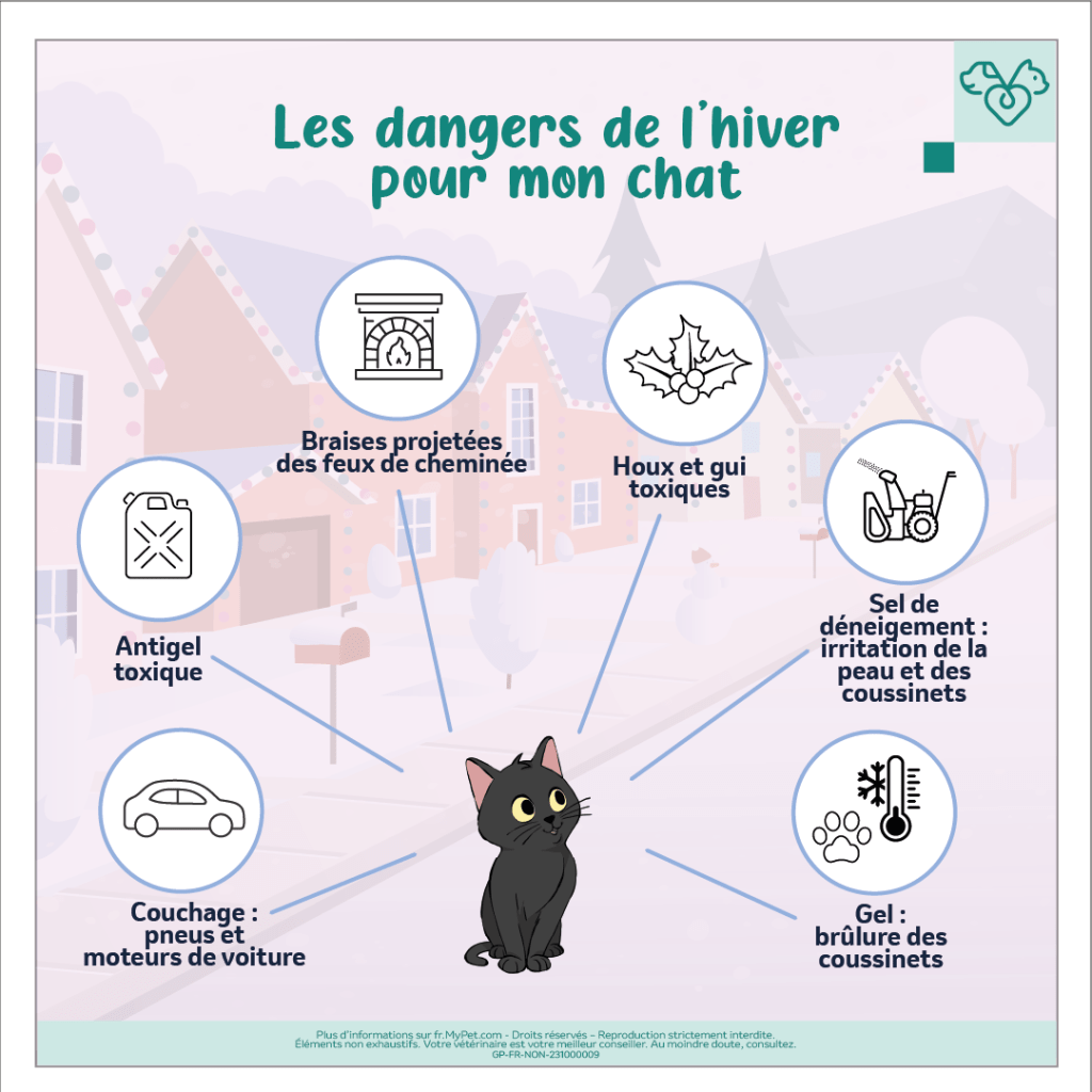 dangers froid hiver chat
