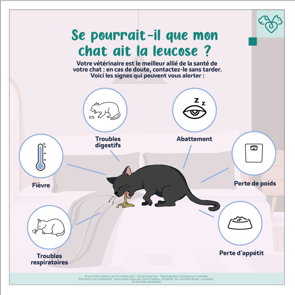 maladie-leucose-chat