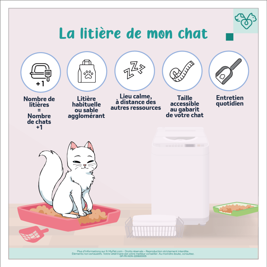 litière chat choix