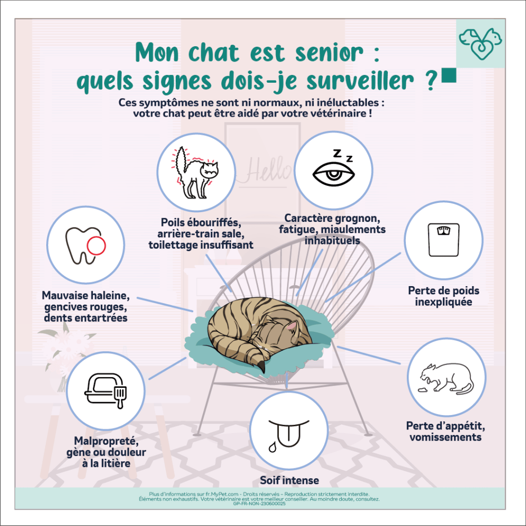 vieux chat symptômes, signes