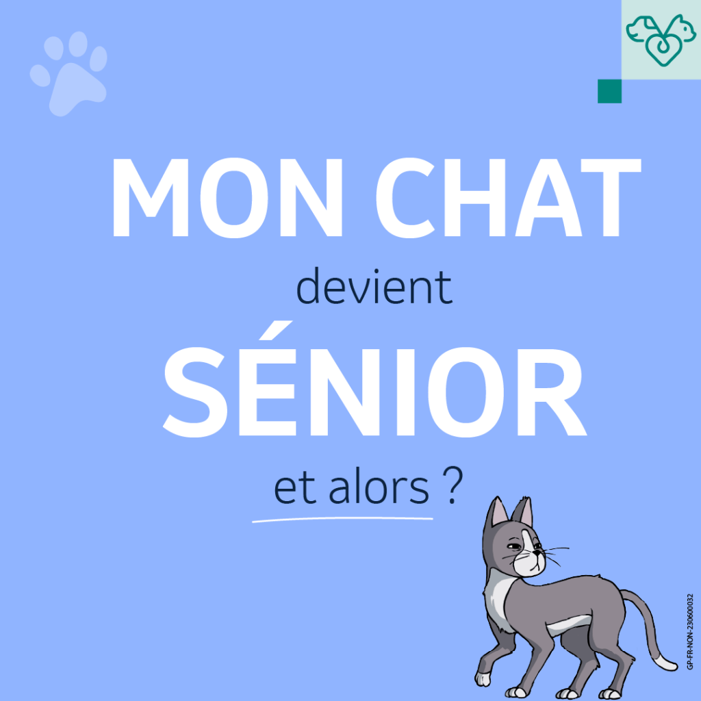 chat senior symptômes