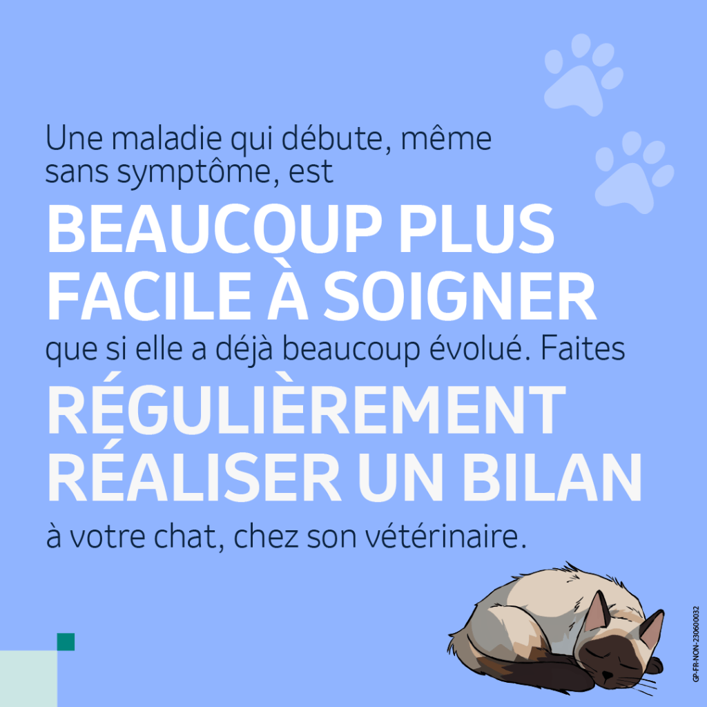 bilan chat senior