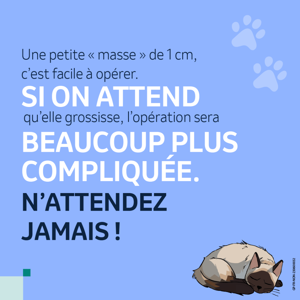 vieux chat signes