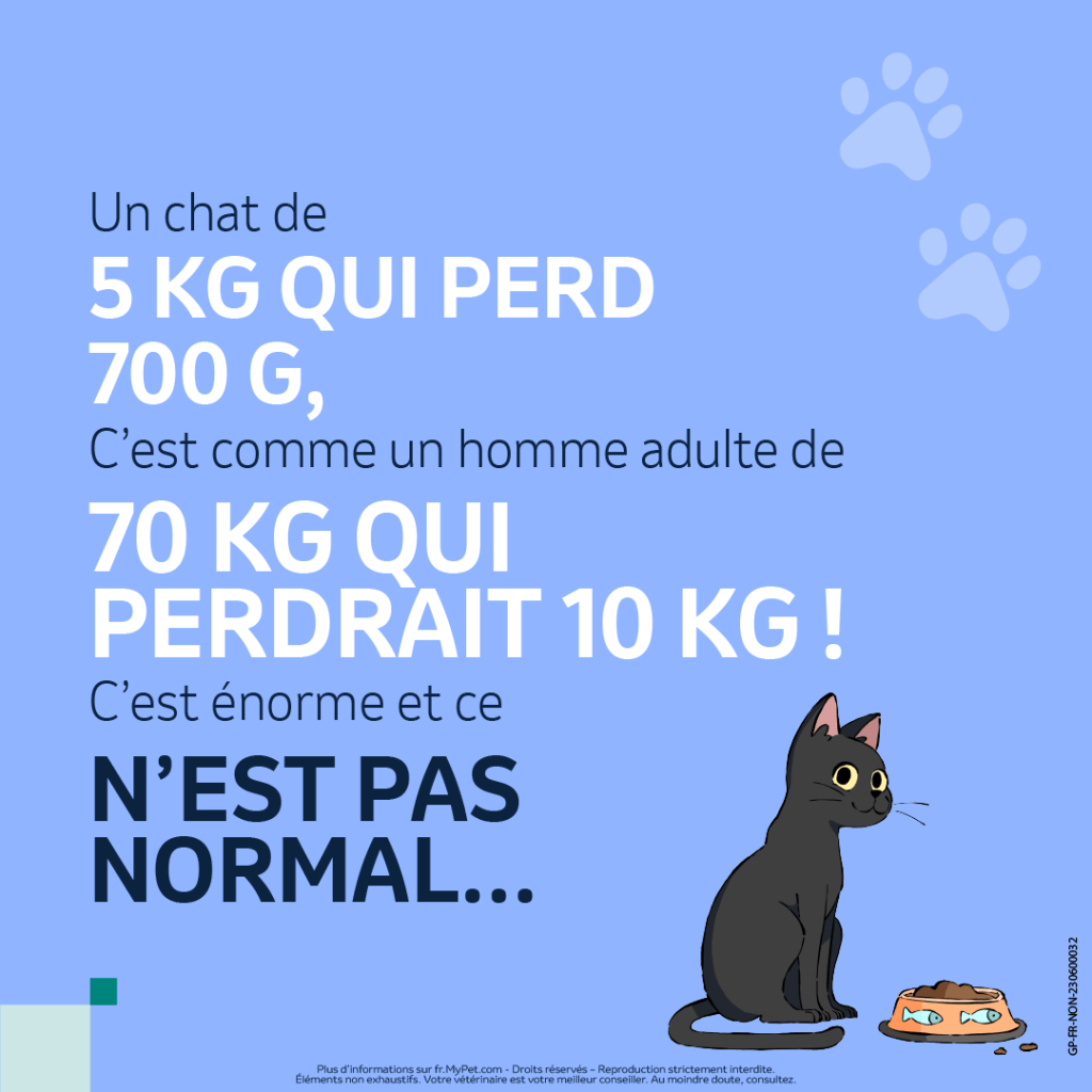 perte poids chat âgé