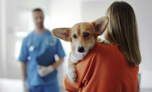 chien porté chez le vétérinaire
