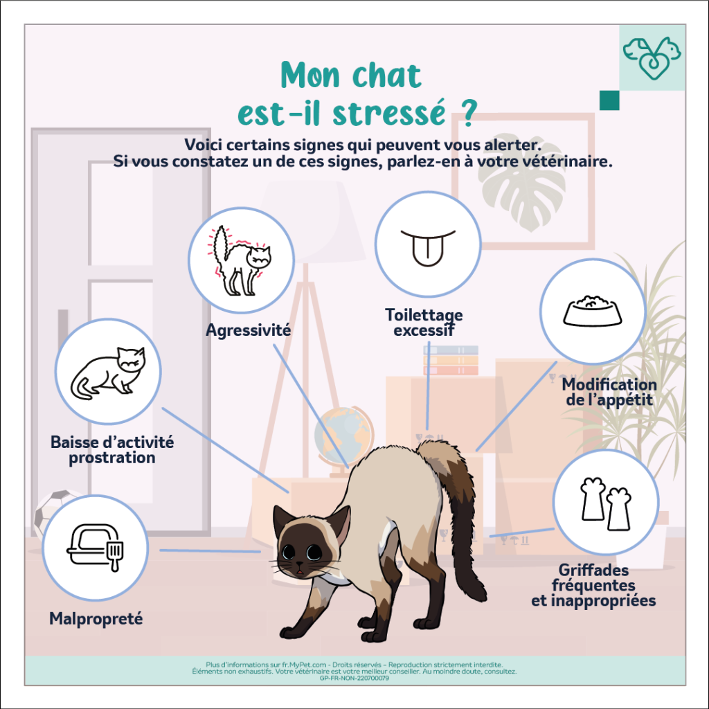 chat stressé signes