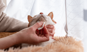 chat a des boutons sous le menton - acné