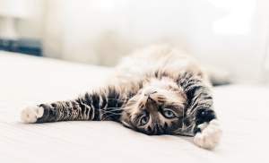 Chat s'étirant sur le tapis