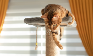 bienfait du jeu pour le chat