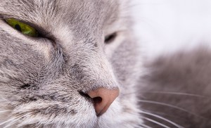 chat cligne des yeux