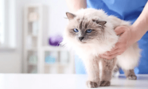 chat diabétique comment le soigner