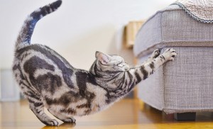 chat fait ses griffes