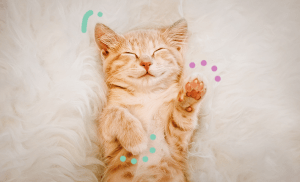 mon chat est-il heureux