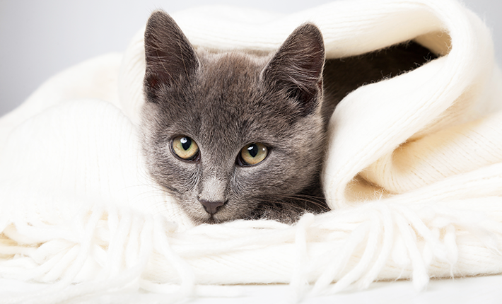 chat qui tète sa couverture