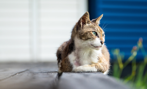 chat senior