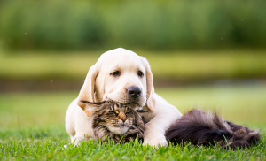 chien chat cohabitation