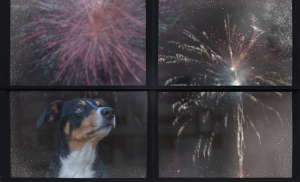 chien et feux dartifice