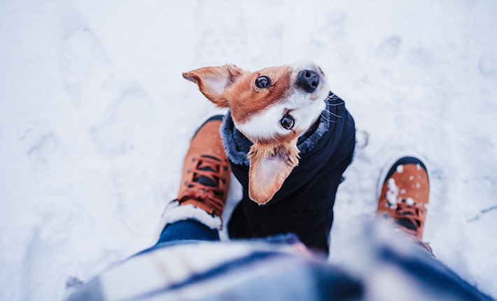 manteau chien sous la neige