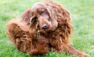 chien oreille tombante otite