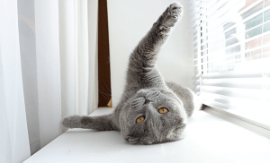 griffes du chat