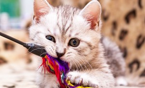 quel jeu pour mon chaton
