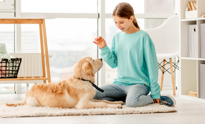 entrainement de soins coopératifs avec son chien