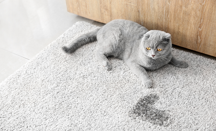 problème urinaire chat