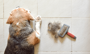 questions concernant la peau et les poils de mon chien