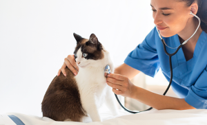 Vétérinaire examinant un chat à l'aide d'un stéthoscope