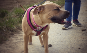 chien qui fait un éternuement inversé