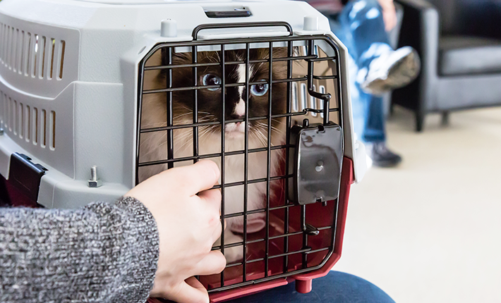 chat dans une cage