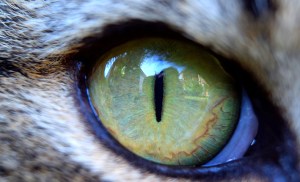 soin des yeux du chat