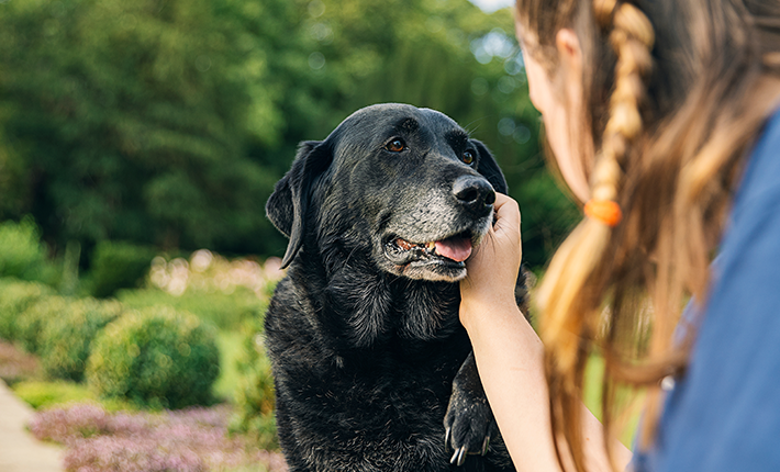 femme qui s'occupe de son chien vieillissant