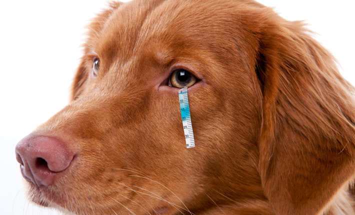 test de Schirmer pour mesurer la production lacrymale d'un chien