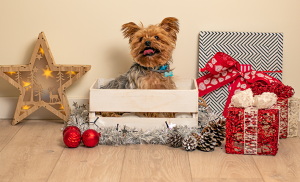 un chien en cadeau de Noël