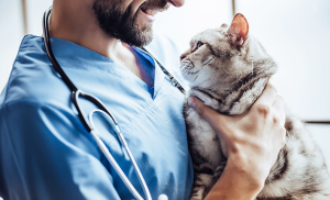 vétérinaire pour chat