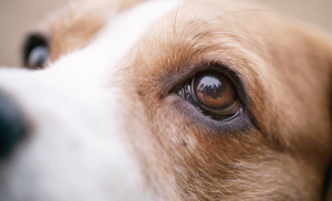 une image en gros plan de l'oeil d'un chien