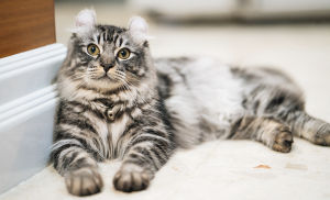 Chat American Curl