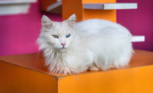 Chat Angora