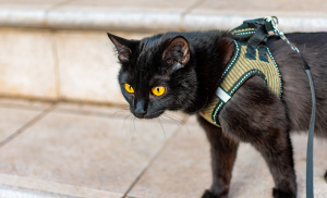 Chat Bombay
