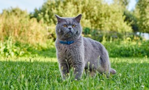 Chat British Shorthair