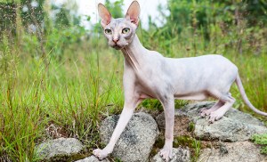 Chat Donskoy
