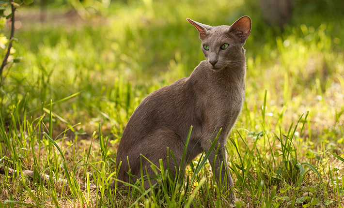 Chat Oriental Shorthair