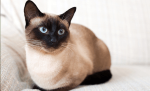 Chat Thaï traditionnel