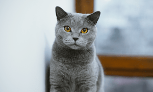 Chat chartreux