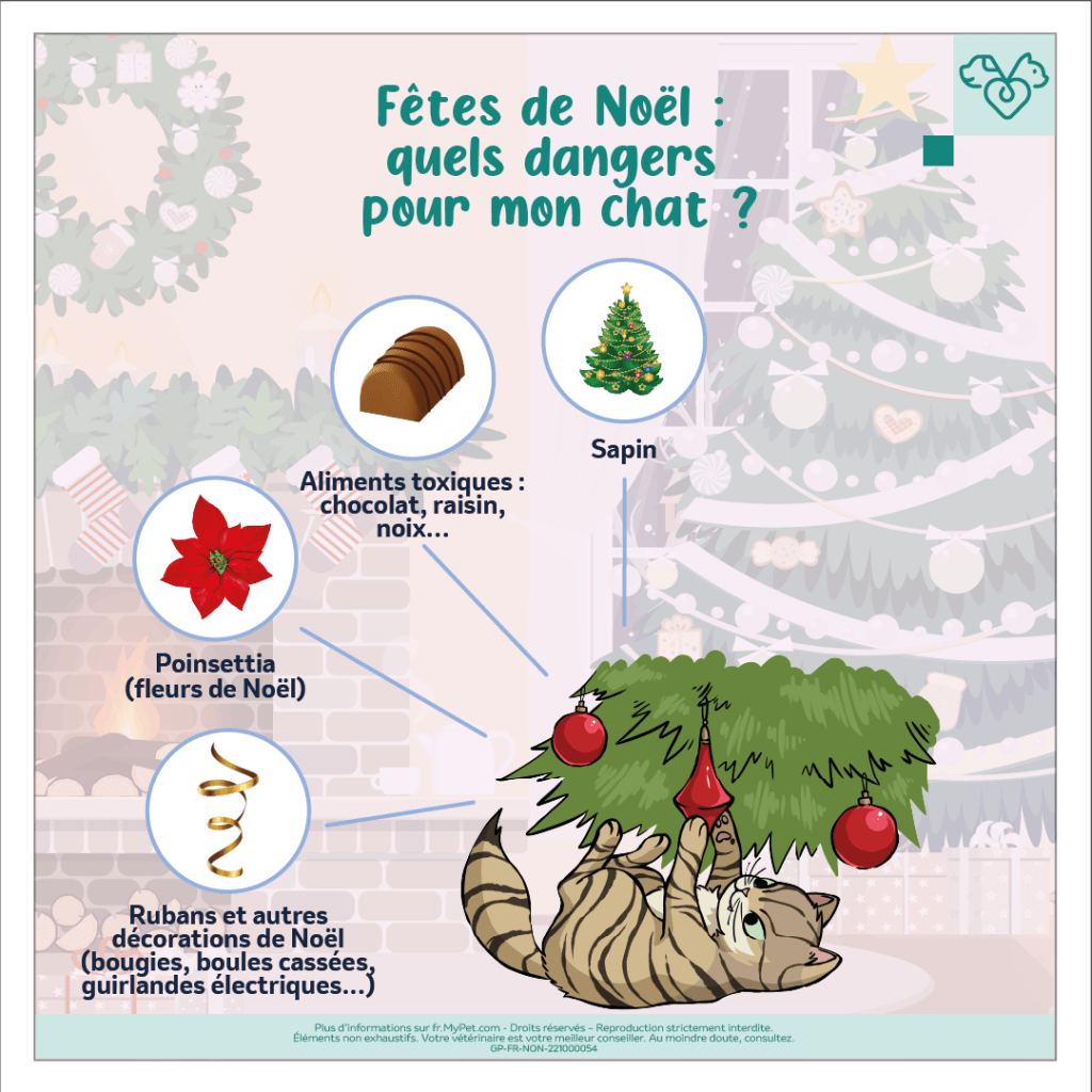 quels sont les dangers de noël pour les chats, à quoi faire attention ?